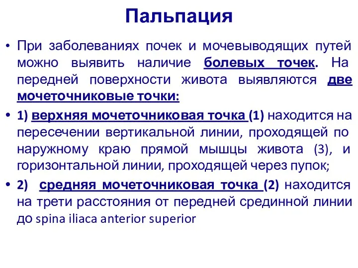 Пальпация При заболеваниях почек и мочевыводящих путей можно выявить наличие болевых точек.