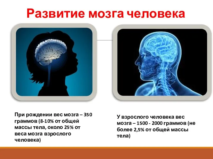 Развитие мозга человека При рождении вес мозга – 350 граммов (8-10% от