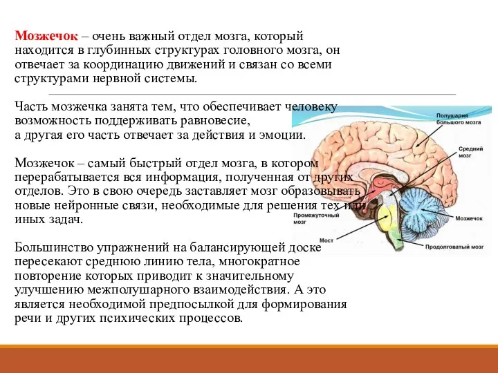 Мозжечок – очень важный отдел мозга, который находится в глубинных структурах головного