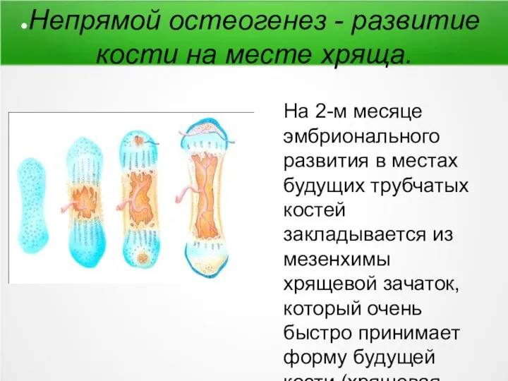 На 2-м месяце эмбрионального развития в местах будущих трубчатых костей закладывается из