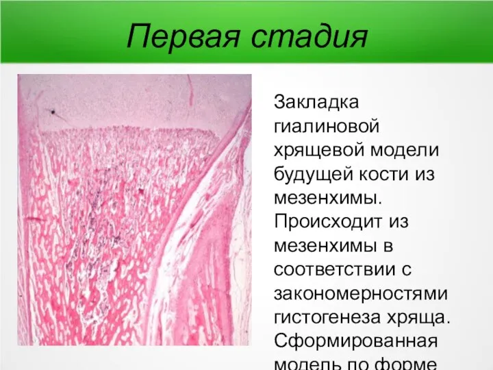 Первая стадия Закладка гиалиновой хрящевой модели будущей кости из мезенхимы. Происходит из