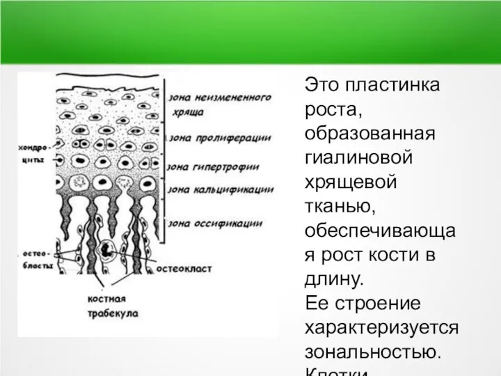 Это пластинка роста, образованная гиалиновой хрящевой тканью, обеспечивающая рост кости в длину.