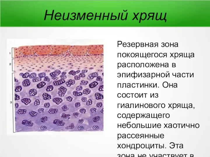 Неизменный хрящ Резервная зона покоящегося хряща расположена в эпифизарной части пластинки. Она