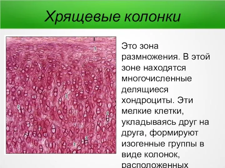 Хрящевые колонки Это зона размножения. В этой зоне находятся многочисленные делящиеся хондроциты.