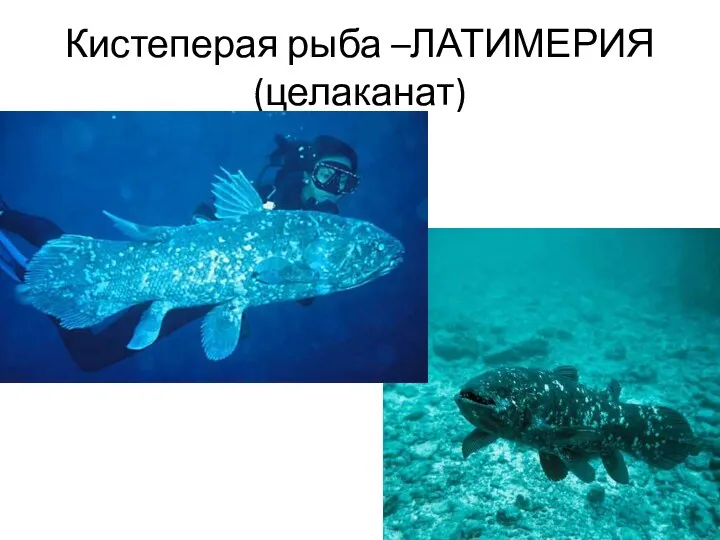 Кистеперая рыба –ЛАТИМЕРИЯ (целаканат)