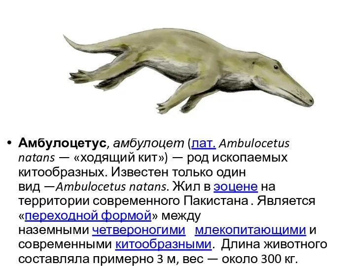 Амбулоцетус, амбулоцет (лат. Ambulocetus natans — «ходящий кит») — род ископаемых китообразных.