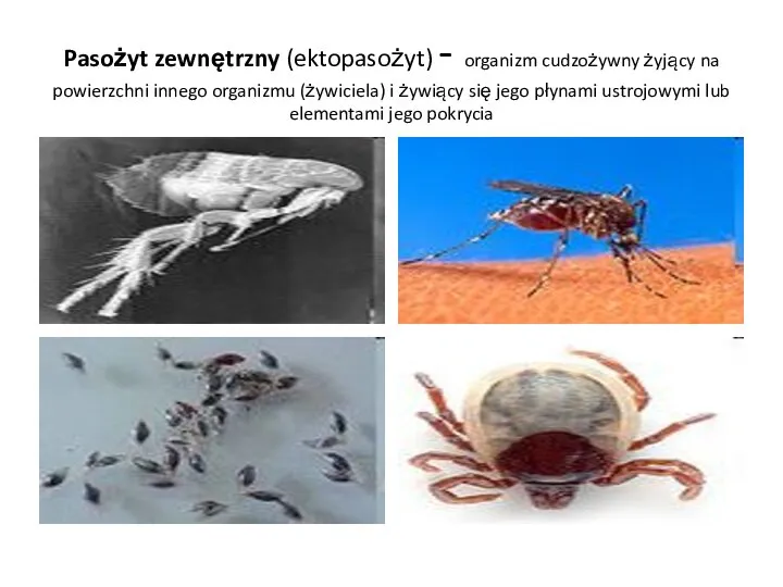 Pasożyt zewnętrzny (ektopasożyt) - organizm cudzożywny żyjący na powierzchni innego organizmu (żywiciela)