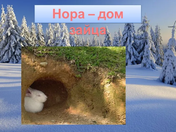 Нора – дом зайца