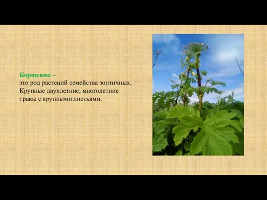 Борщевик – это род растений семейства зонтичных. Крупные двухлетние, многолетние травы с крупными листьями.