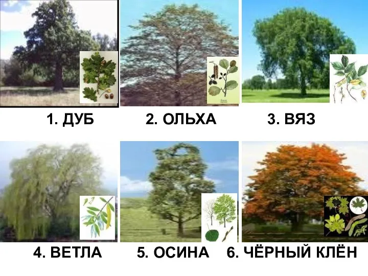 1. ДУБ 2. ОЛЬХА 3. ВЯЗ 4. ВЕТЛА 5. ОСИНА 6. ЧЁРНЫЙ КЛЁН