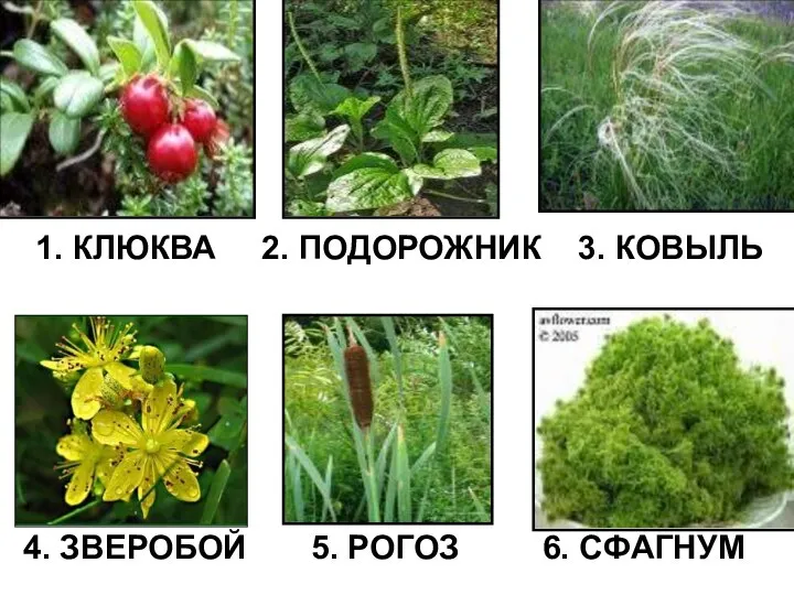 1. КЛЮКВА 2. ПОДОРОЖНИК 3. КОВЫЛЬ 4. ЗВЕРОБОЙ 5. РОГОЗ 6. СФАГНУМ