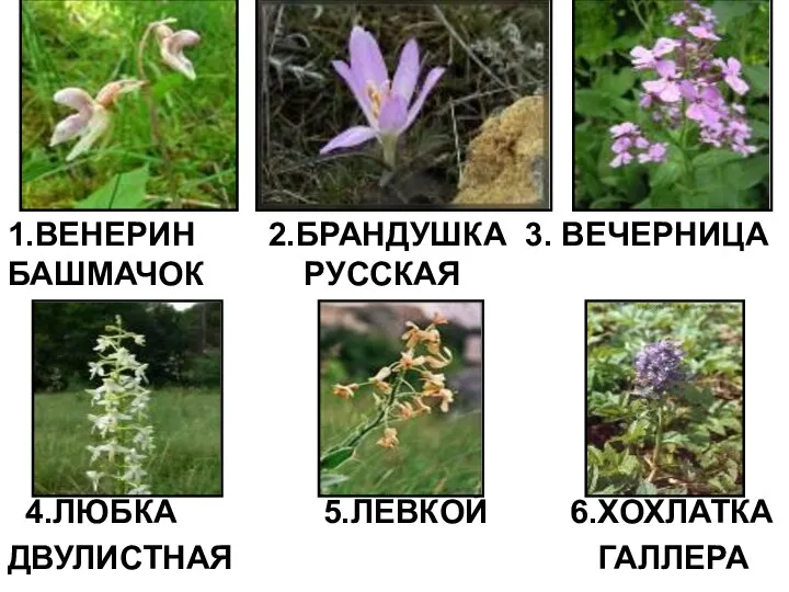 1.ВЕНЕРИН 2.БРАНДУШКА 3. ВЕЧЕРНИЦА БАШМАЧОК РУССКАЯ 4.ЛЮБКА 5.ЛЕВКОЙ 6.ХОХЛАТКА ДВУЛИСТНАЯ ГАЛЛЕРА