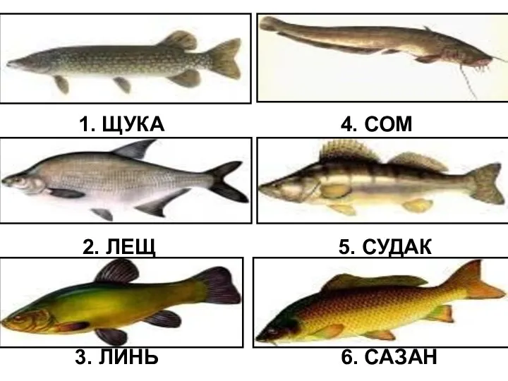 1. ЩУКА 4. СОМ 3. ЛИНЬ 6. САЗАН 2. ЛЕЩ 5. СУДАК