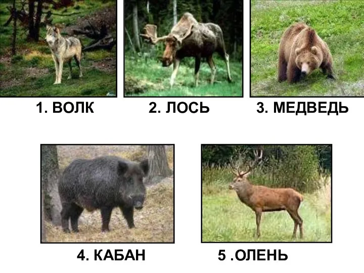 1. ВОЛК 2. ЛОСЬ 3. МЕДВЕДЬ 4. КАБАН 5 .ОЛЕНЬ