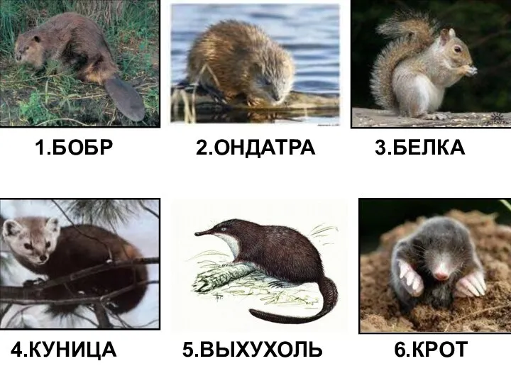 1.БОБР 2.ОНДАТРА 3.БЕЛКА 4.КУНИЦА 5.ВЫХУХОЛЬ 6.КРОТ