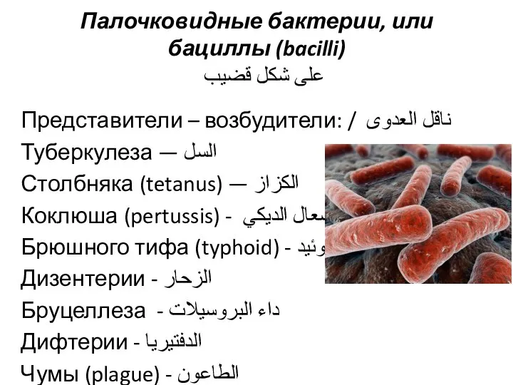 Палочковидные бактерии, или бациллы (bacilli) على شكل قضيب Представители – возбудители: /