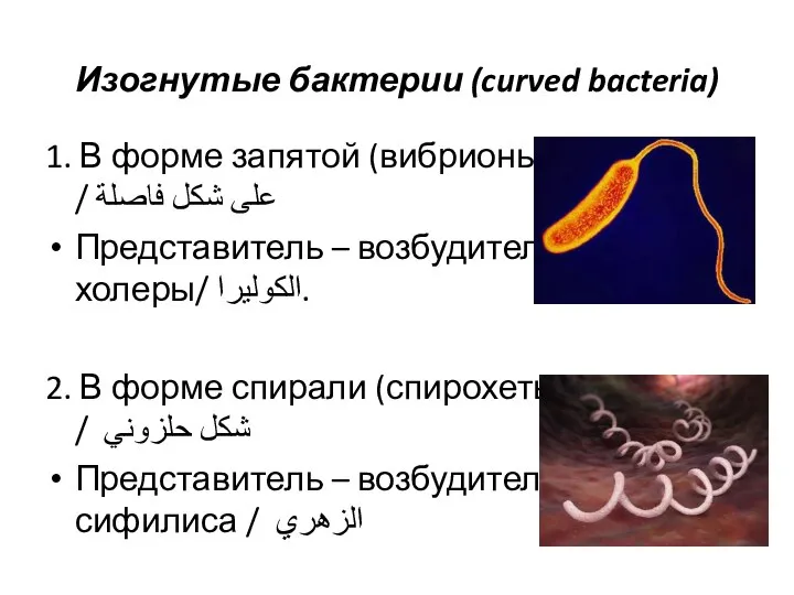 1. В форме запятой (вибрионы) / على شكل فاصلة Представитель – возбудитель