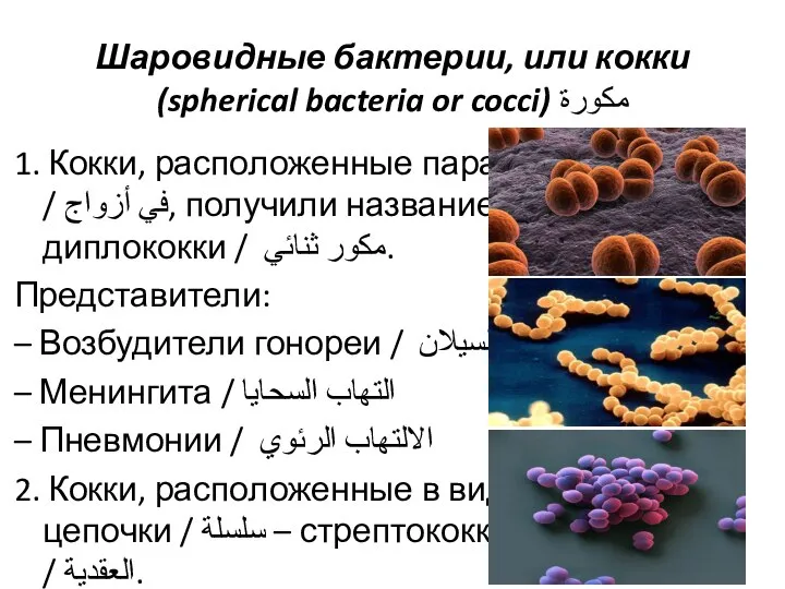 1. Кокки, расположенные парами / في أزواج, получили название диплококки / مكور