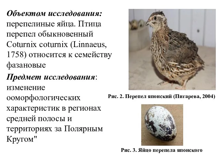 Объектом исследования: перепелиные яйца. Птица перепел обыкновенный Coturnix coturnix (Linnaeus, 1758) относится