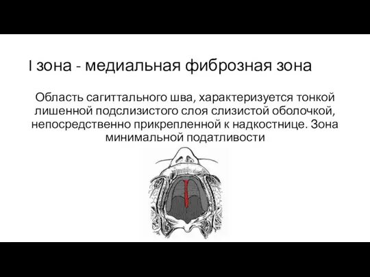 I зона - медиальная фиброзная зона Область сагиттального шва, характеризуется тонкой лишенной