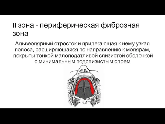 II зона - периферическая фиброзная зона Альвеолярный отросток и прилегающая к нему