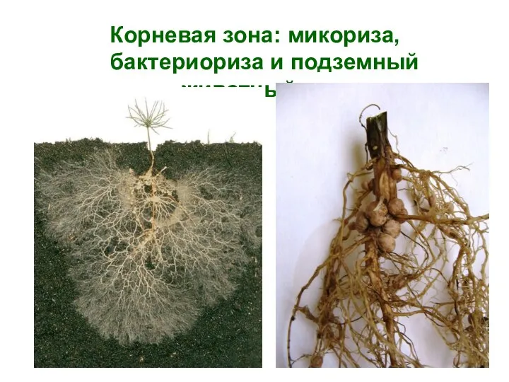 Корневая зона: микориза, бактериориза и подземный животный мир