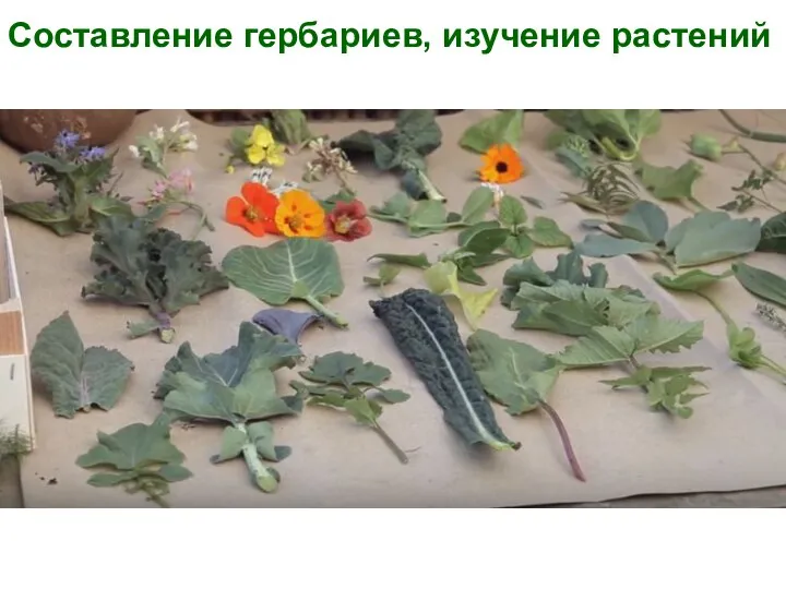Составление гербариев, изучение растений
