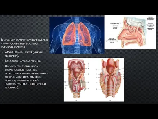 В механике воспроизведения звуков и формирования речи участвуют следующие отделы: Лёгкие, бронхи,