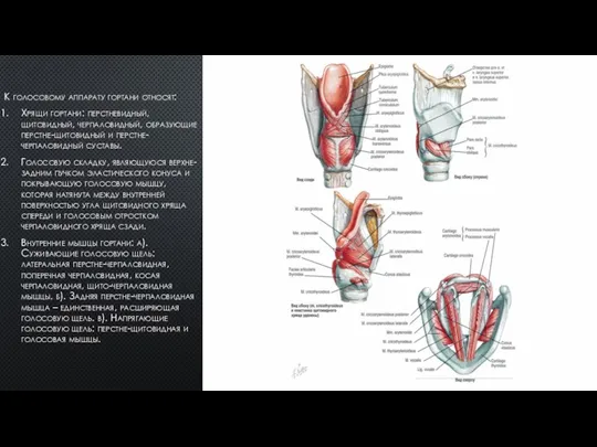 К голосовому аппарату гортани относят: Хрящи гортани: перстневидный, щитовидный, черпаловидный, образующие перстне-щитовидный