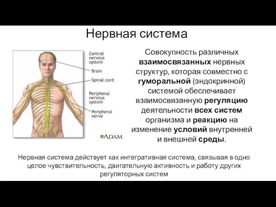 Нервная система Совокупность различных взаимосвязанных нервных структур, которая совместно с гуморальной (эндокринной)