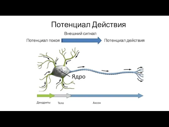 Потенциал Действия