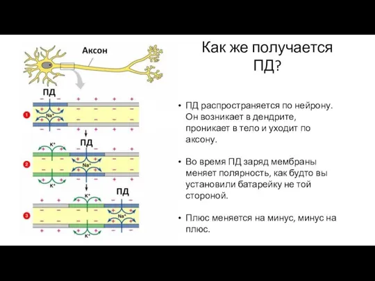 Как же получается ПД? ПД распространяется по нейрону. Он возникает в дендрите,