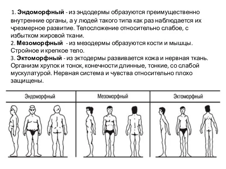 1. Эндоморфный - из эндодермы образуются преимущественно внутренние органы, а у людей