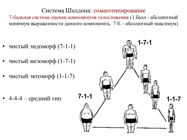 Система Шелдона: соматотипирование 7-бальная система оценки компонентов телосложения (1 балл - абсолютный