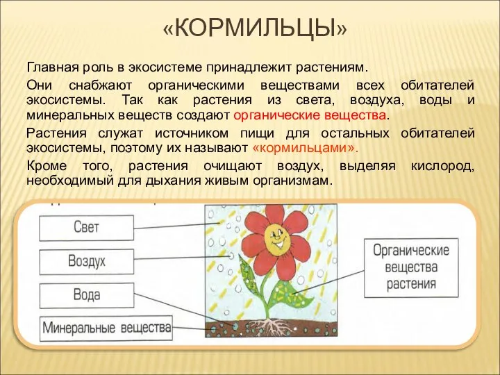 «КОРМИЛЬЦЫ» Главная роль в экосистеме принадлежит растениям. Они снабжают органическими веществами всех