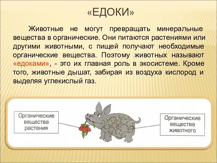 Животные не могут превращать минеральные вещества в органические. Они питаются растениями или