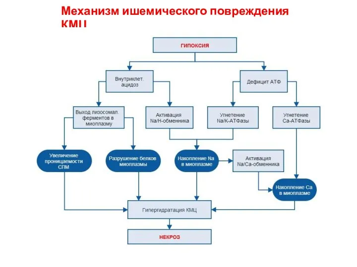 Механизм ишемического повреждения КМЦ