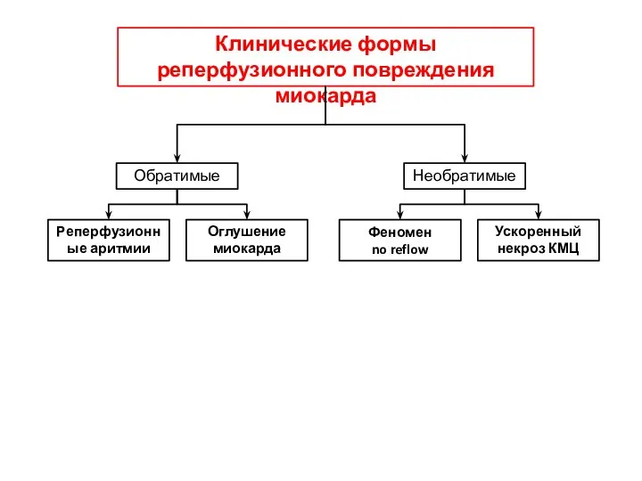 Клинические формы реперфузионного повреждения миокарда Обратимые Необратимые Реперфузионные аритмии Оглушение миокарда Феномен