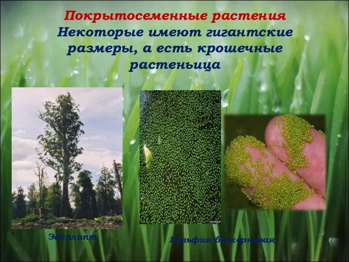 Покрытосеменные растения Некоторые имеют гигантские размеры, а есть крошечные растеньица Эвкалипт Вольфия бескорневая