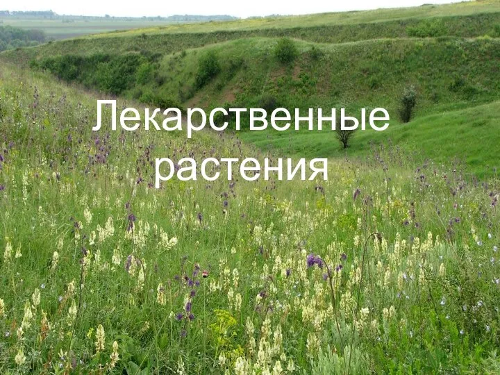 Лекарственные растения