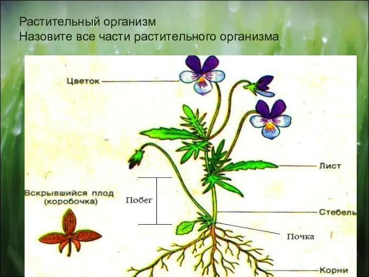 Растительный организм Назовите все части растительного организма