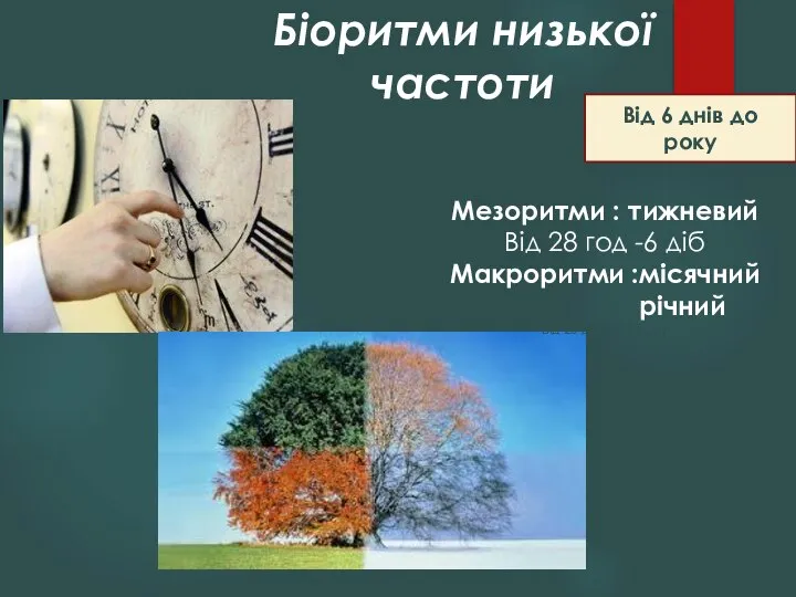 Біоритми низької частоти Від 6 днів до року Мезоритми : тижневий Від