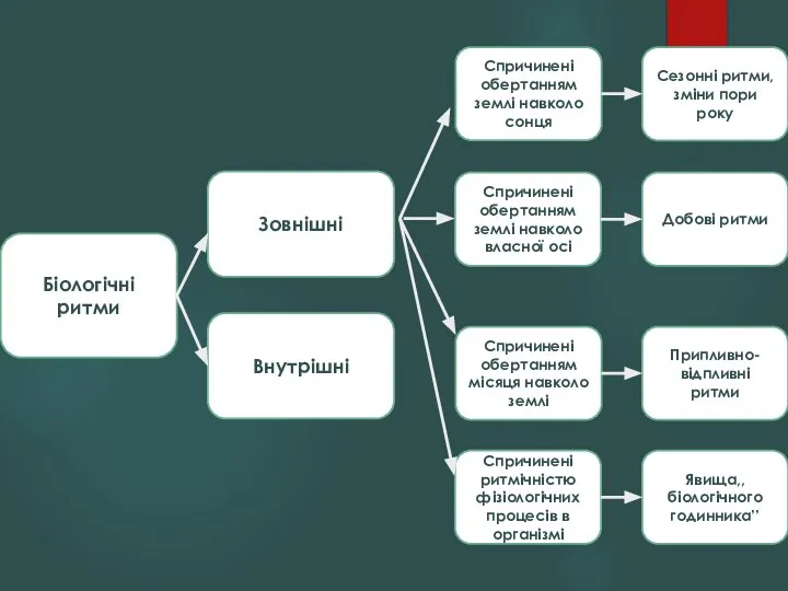 Біологічні ритми Зовнішні Спричинені обертанням землі навколо сонця Спричинені обертанням землі навколо