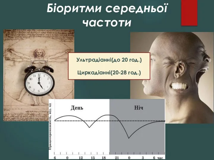 Біоритми середньої частоти Ультрадіанні(до 20 год.) Циркадіанні(20-28 год.)