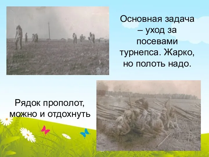 Основная задача – уход за посевами турнепса. Жарко, но полоть надо. Рядок прополот, можно и отдохнуть