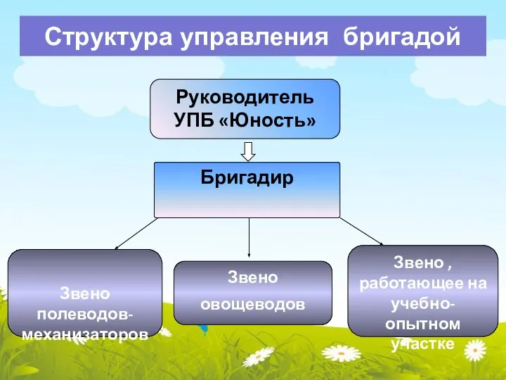 Структура управления бригадой Руководитель УПБ «Юность» Бригадир Звено полеводов-механизаторов Звено овощеводов Звено