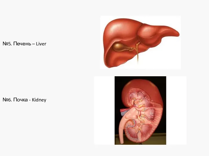 №5. Печень – Liver №6. Почка - Kidney