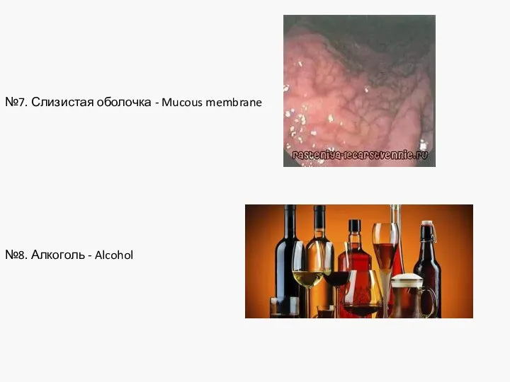 №7. Слизистая оболочка - Mucous membrane №8. Алкоголь - Alcohol