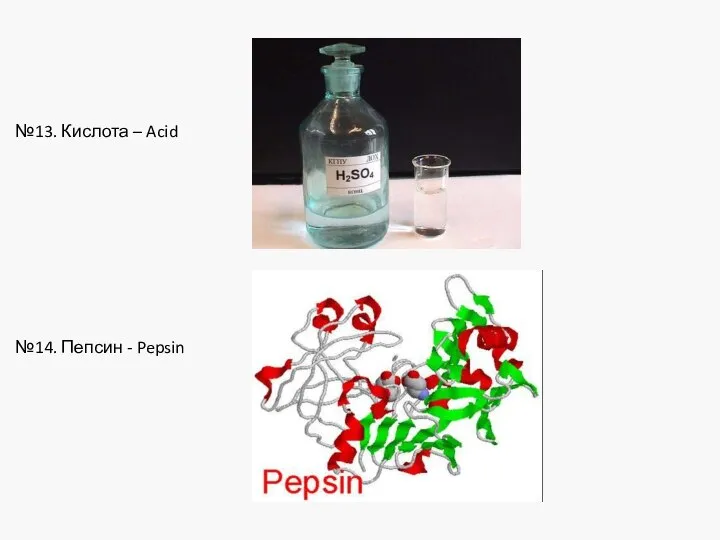 №13. Кислота – Acid №14. Пепсин - Pepsin