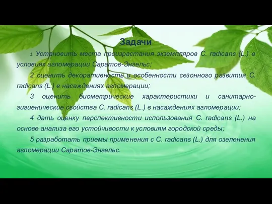 Задачи 1. Установить места произрастания экземпляров C. radicans (L.) в условиях агломерации